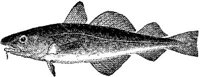 AMB217D.JPG