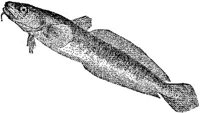 AMB217A.JPG