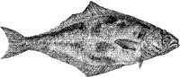 AMB216G.JPG