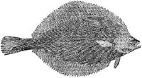 AMB216E.JPG