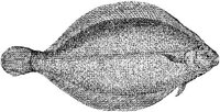 AMB216D.JPG