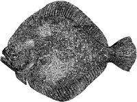 AMB216C.JPG