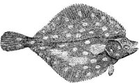 AMB216B.JPG