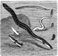 AMB215C.JPG