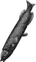 AMB214B.JPG