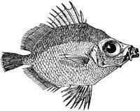 AMB212G.JPG