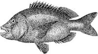 AMB212F.JPG