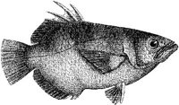 AMB212D.JPG
