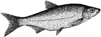 AMB211D.JPG