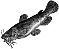 AMB209F.JPG