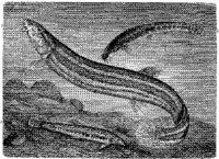 AMB209E.JPG