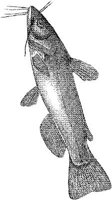 AMB209A.JPG