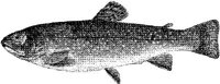 AMB208F.JPG