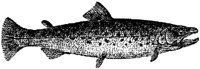 AMB208E.JPG