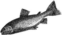 AMB208B.JPG