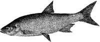 AMB207E.JPG
