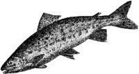 AMB207D.JPG