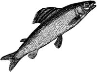 AMB207C.JPG
