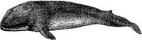 AMB049C.JPG