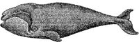AMB049B.JPG
