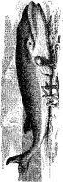 AMB046A.JPG