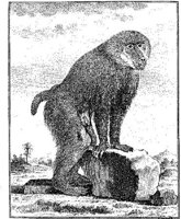 ANI037A.JPG