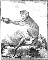 ANI033A.JPG