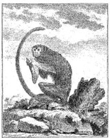ANI024A.JPG