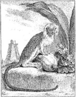 ANI023A.JPG