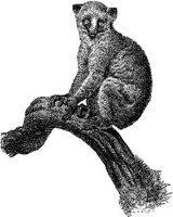 AMB008A.JPG