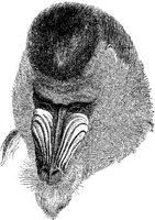 AMB007F.JPG