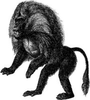 AMB007A.JPG