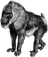AMB006F.JPG