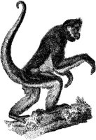 AMB006C.JPG