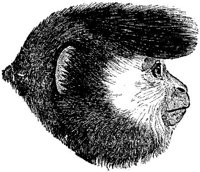 AMB006A.JPG
