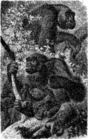 AMB005A.JPG