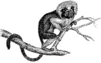 AMB003C.JPG