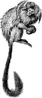 AMB003A.JPG