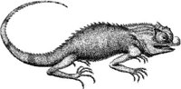TAN058B.JPG
