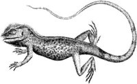 TAN058A.JPG