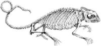 TAN057C.JPG