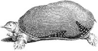 TAN056C.JPG