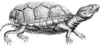 TAN056A.JPG
