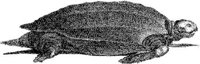 TAN055B.JPG