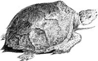 TAN055A.JPG