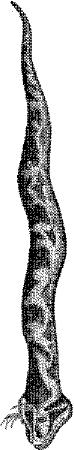 TAN048B.JPG