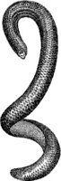 TAN047A.JPG