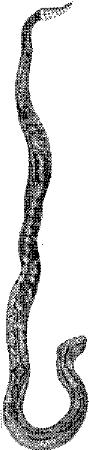 TAN046A.JPG