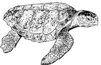 MAR028C.JPG