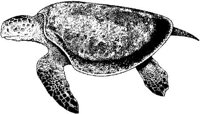 DPM017A.JPG